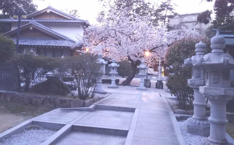 伊和志津神社の1本桜は灯篭を抜けた場所にあります